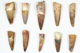 Lot: -, Bargain Spinosaurus Teeth - Pieces #87853-1